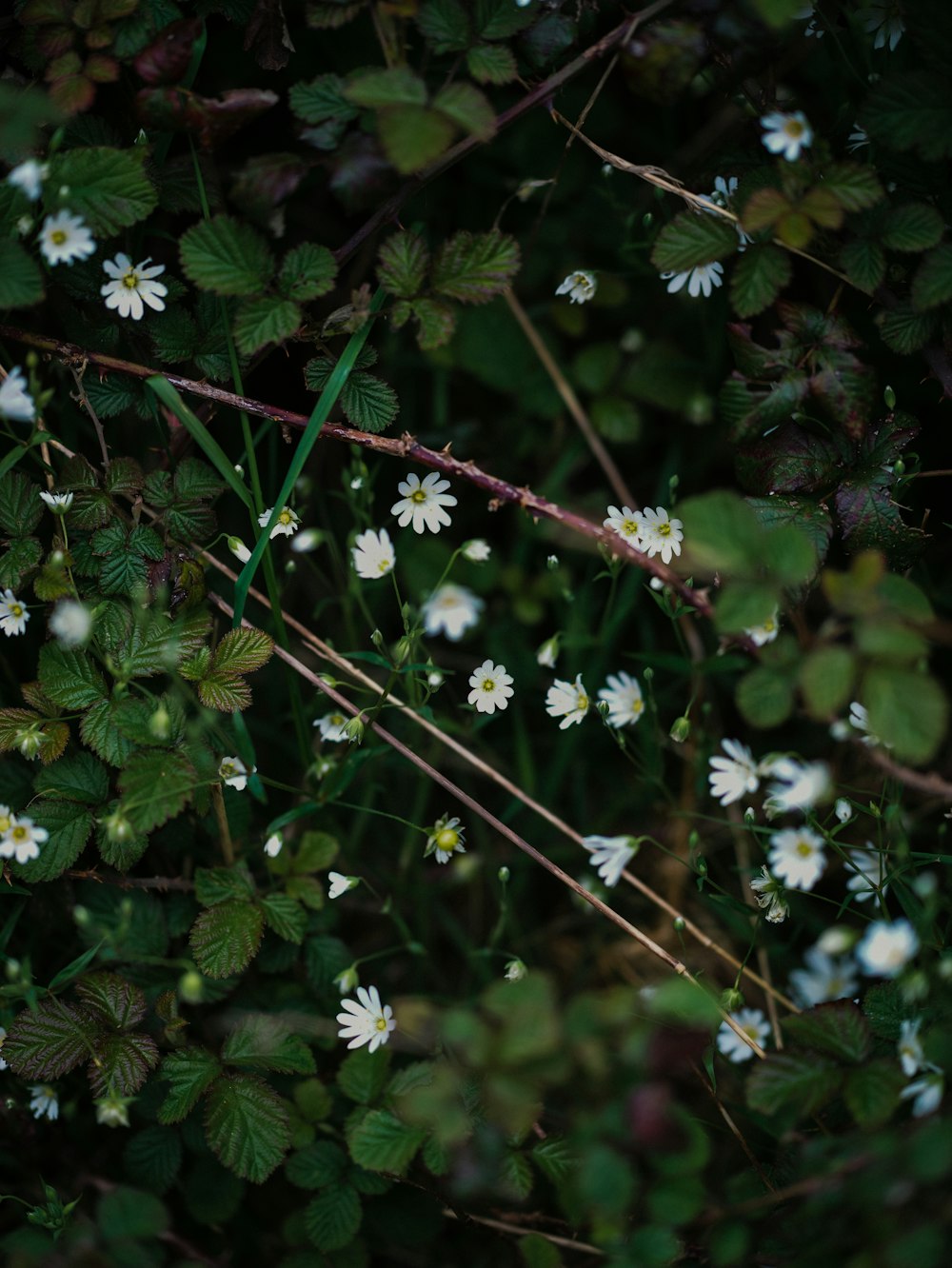 a bunch of white flowers growing on a bush