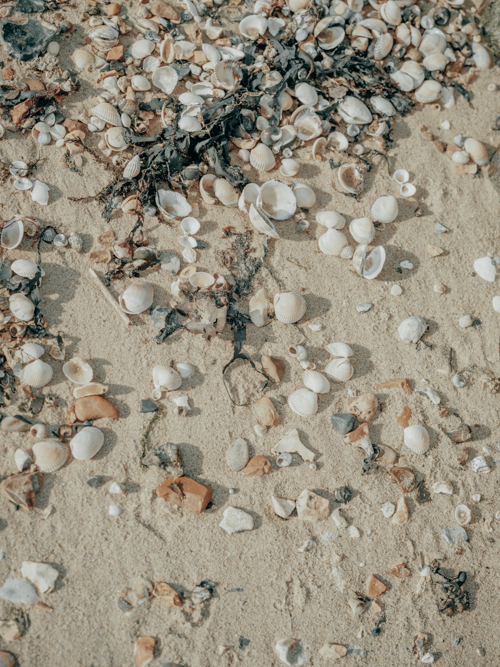 shells and seaweed on a sandy beach