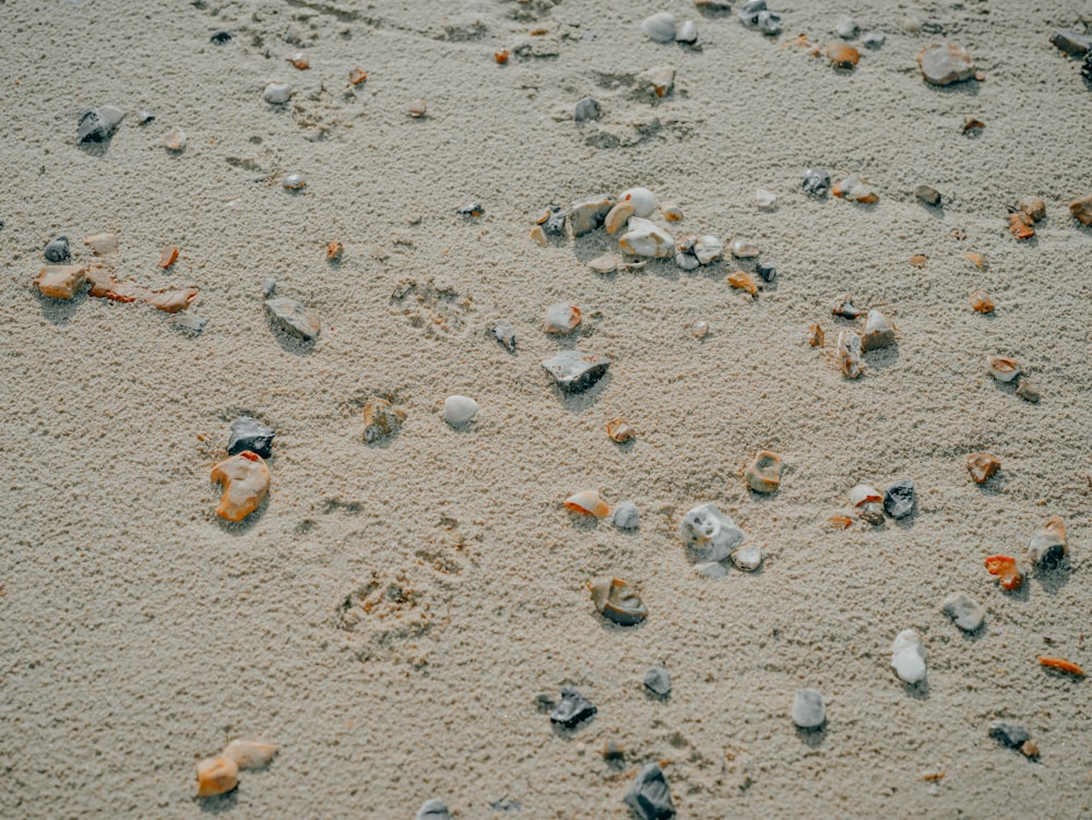 a sandy beach covered in lots of small shells