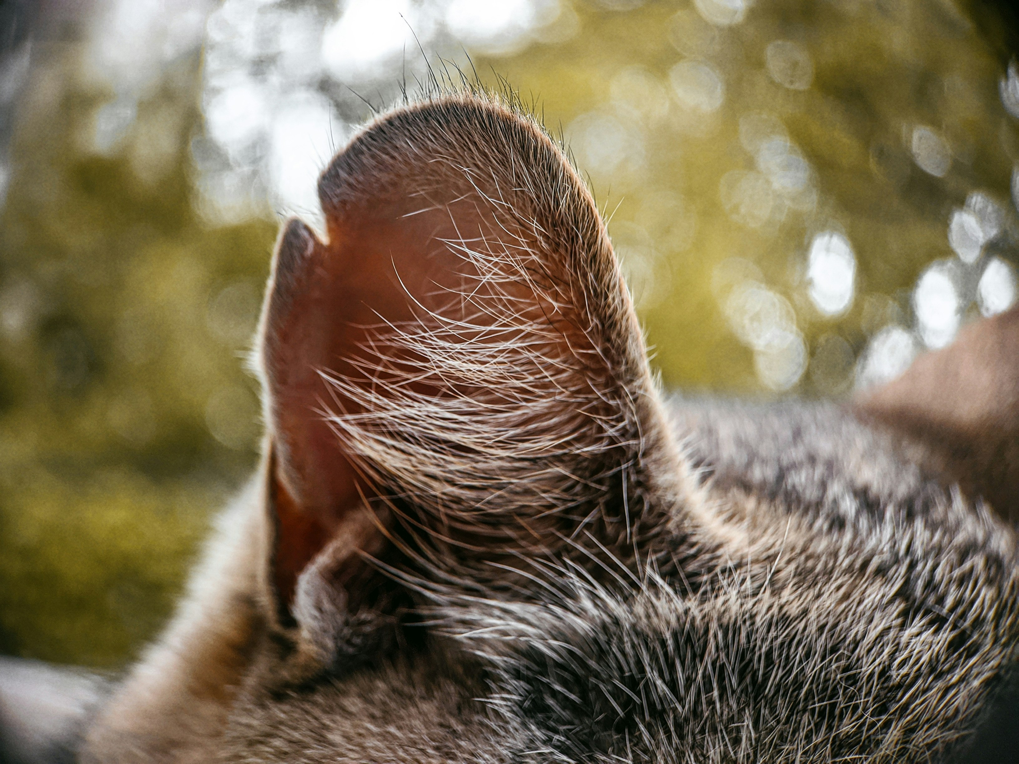 Ears Built for Adventure (image credits: unsplash)