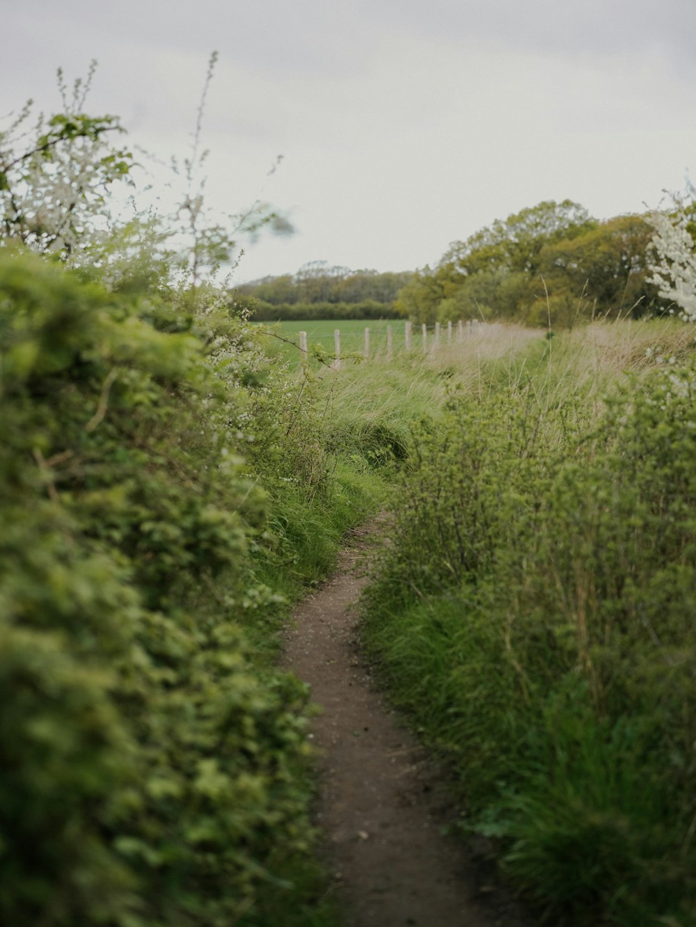 a path in the middle of a lush green field