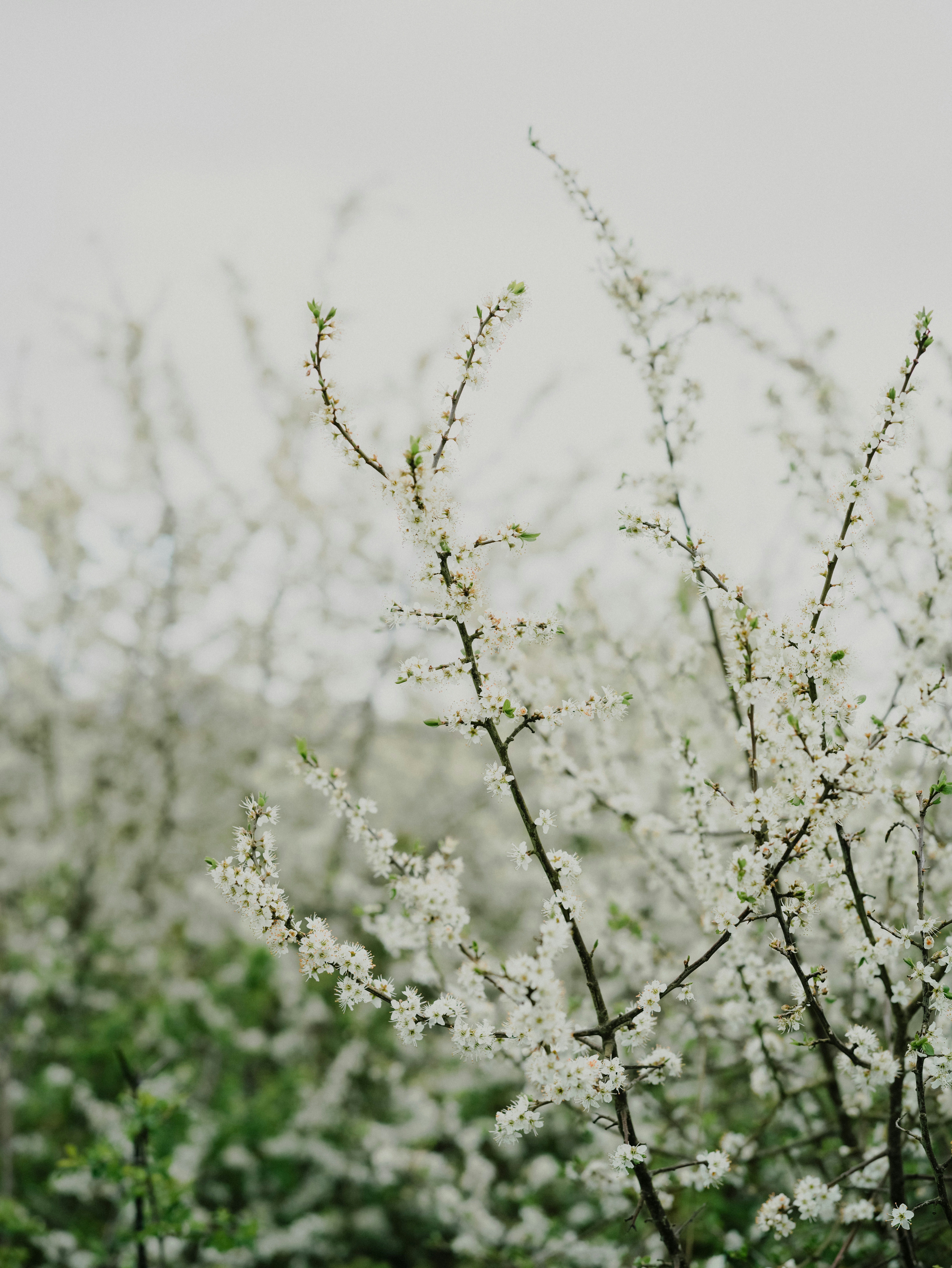 Photo by anniespratt