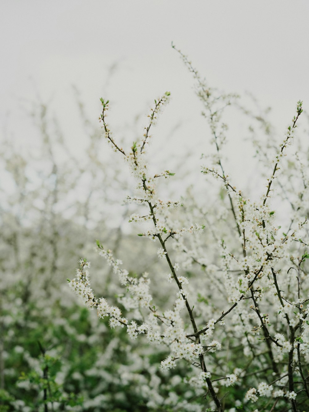 a bush with white flowers and green leaves