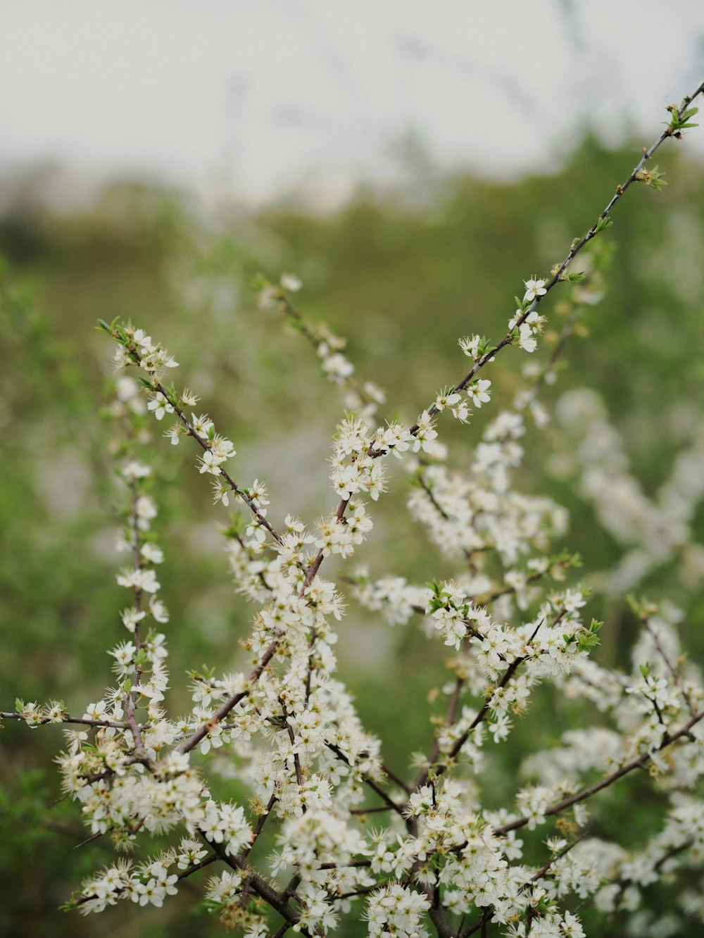 a close up of a tree with white flowers