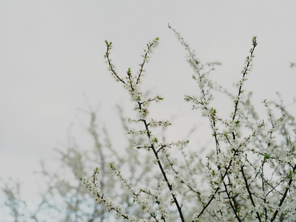 a tree branch with white flowers in the foreground