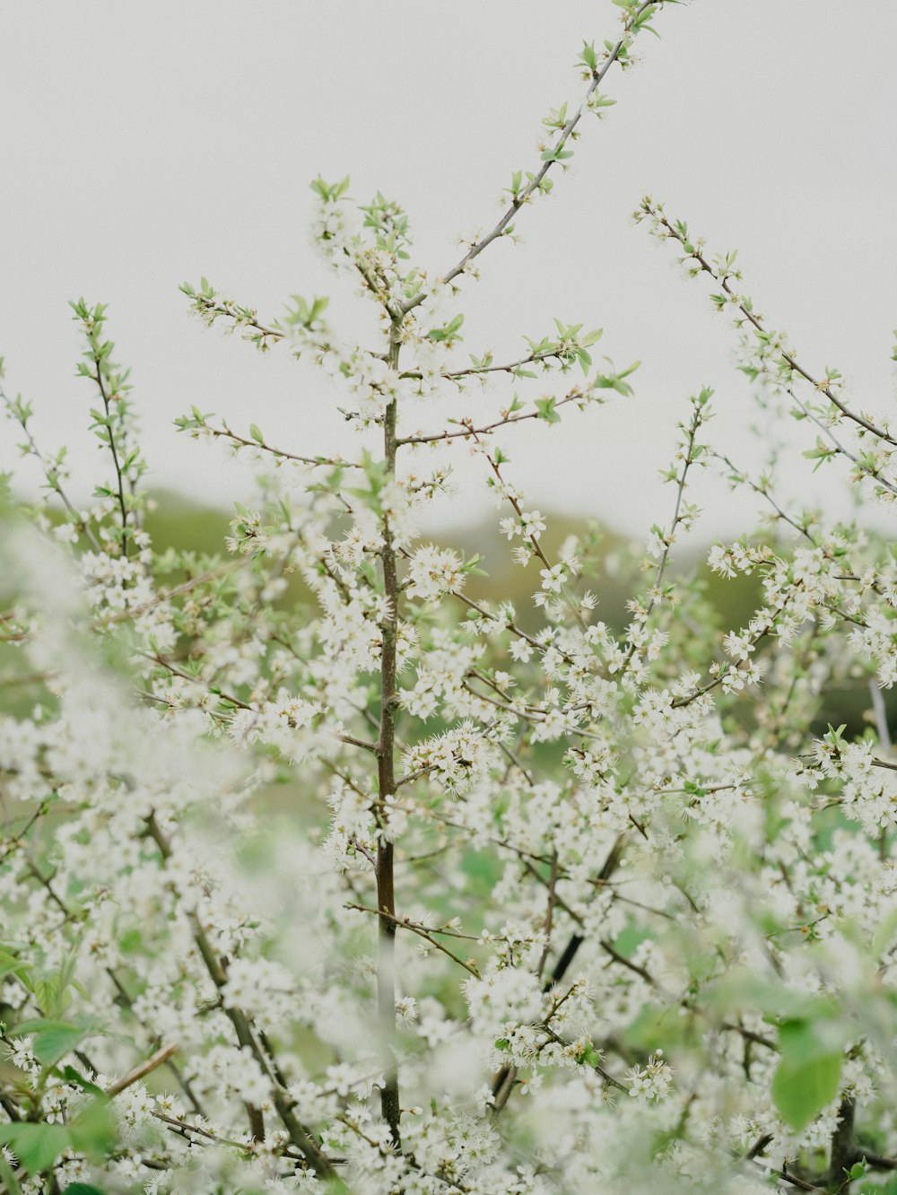 a bush with white flowers and green leaves