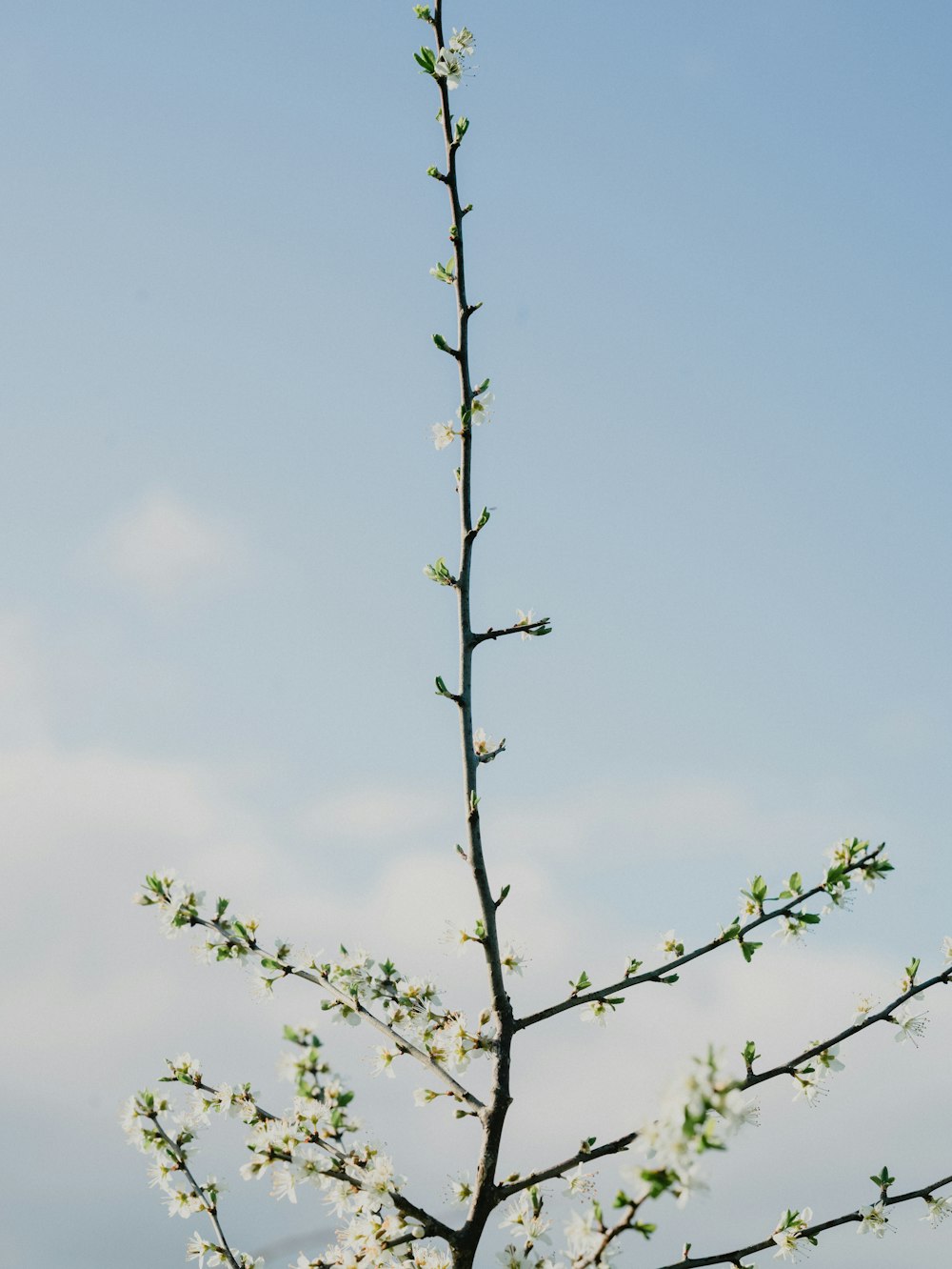 a small tree with white flowers on it