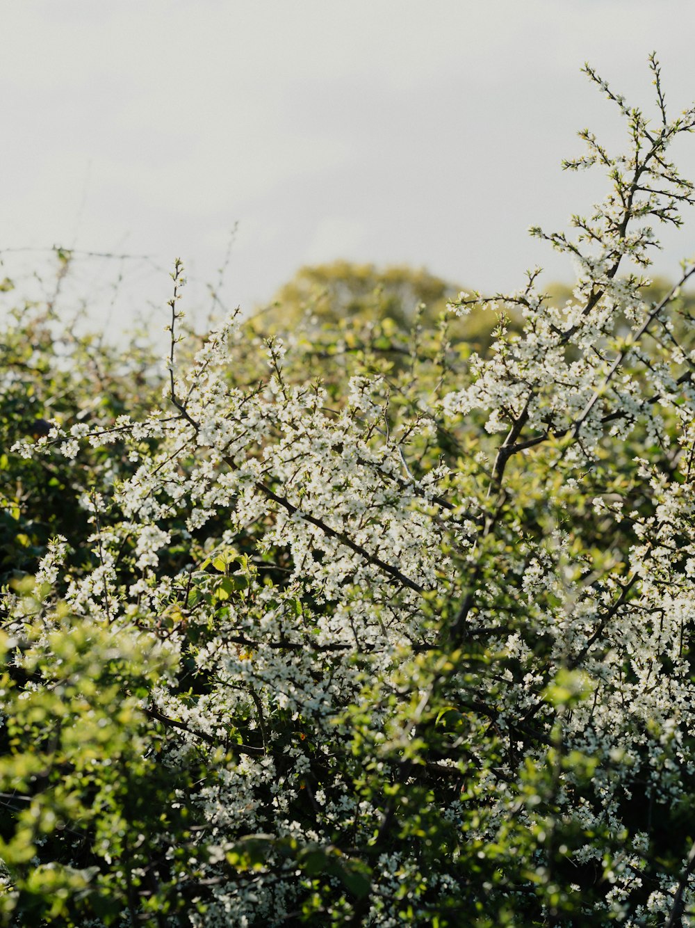 a tree with white flowers in the middle of a field