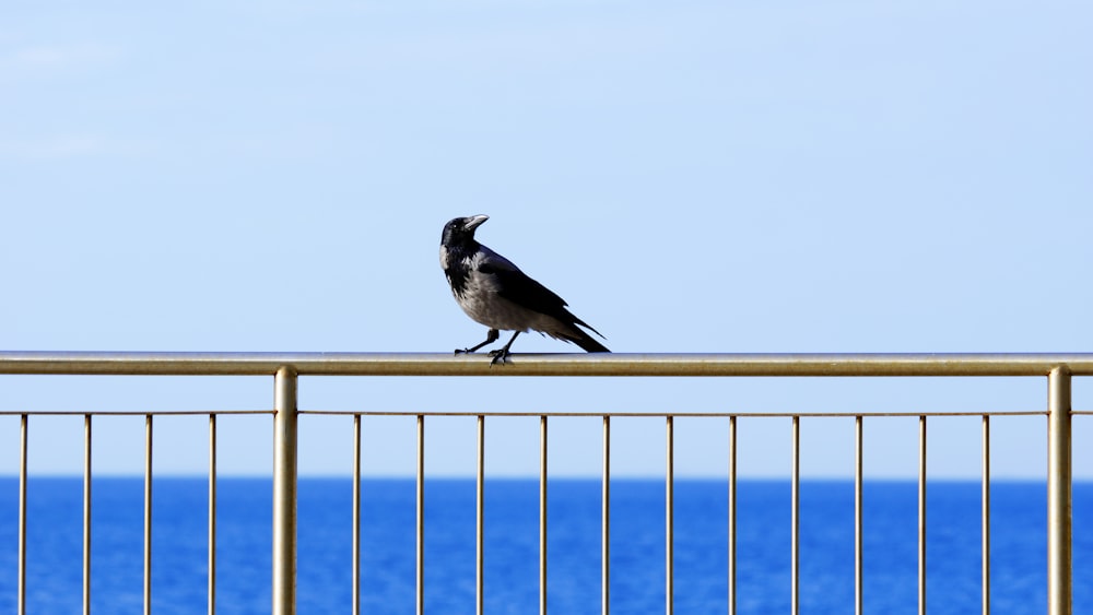 a bird sitting on top of a metal fence next to the ocean