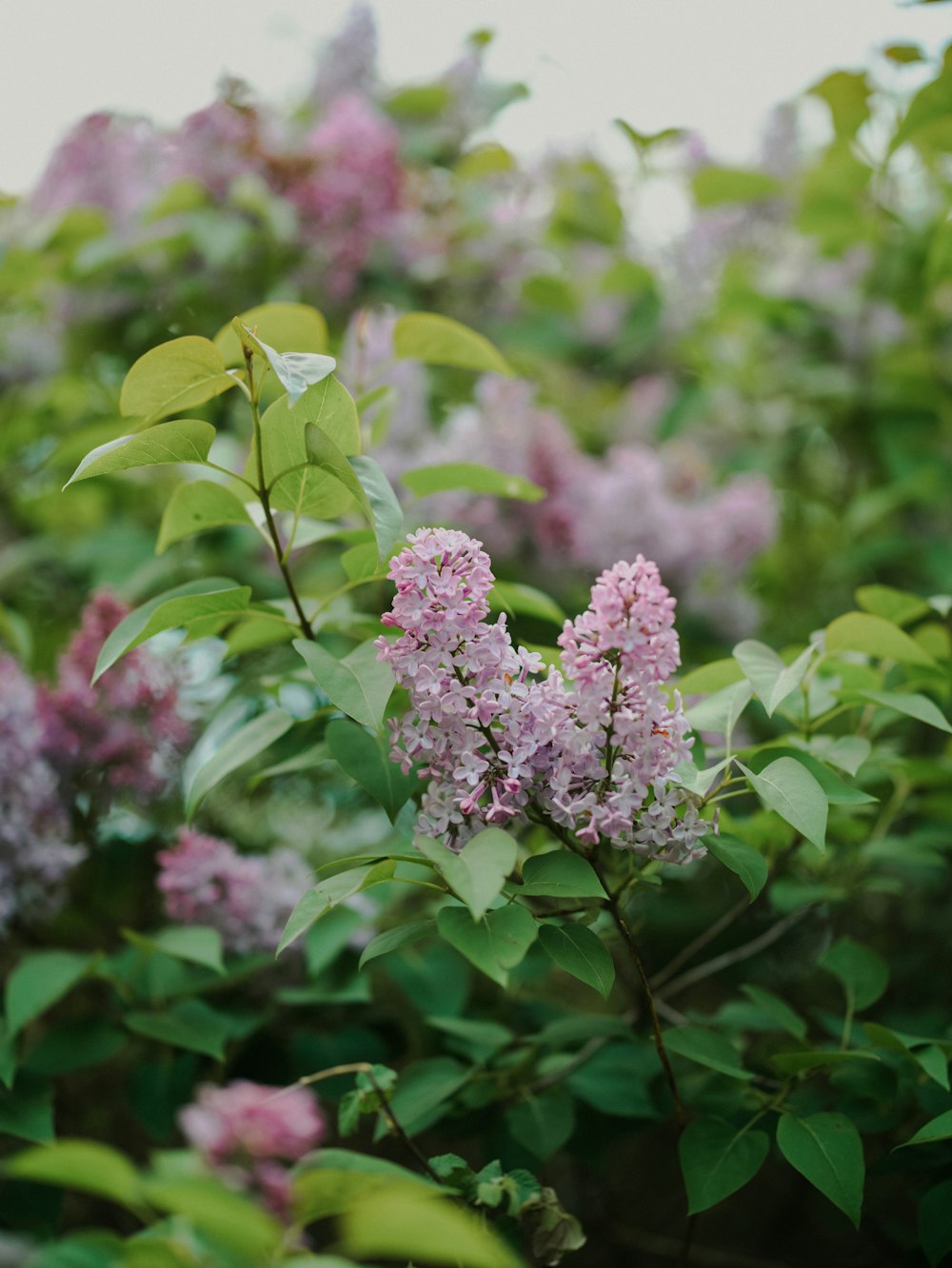 a bunch of flowers that are in the grass