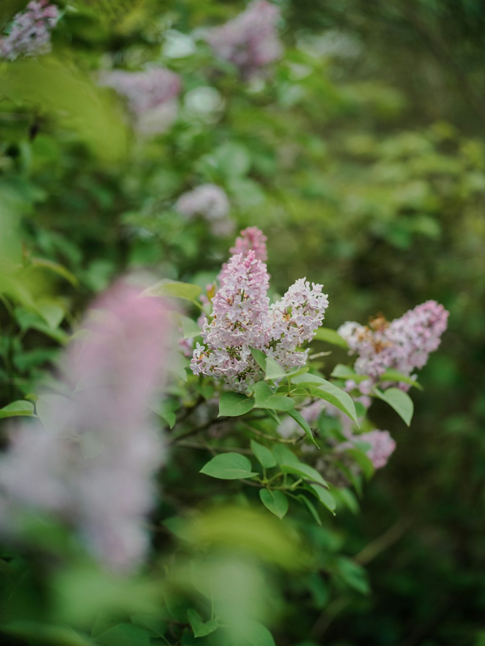 a bunch of flowers that are in the grass