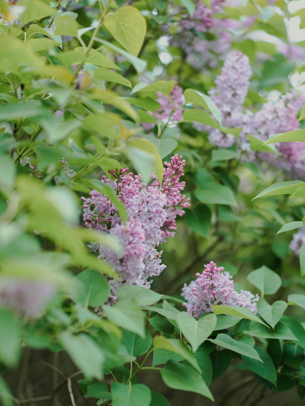 a bush with purple flowers and green leaves