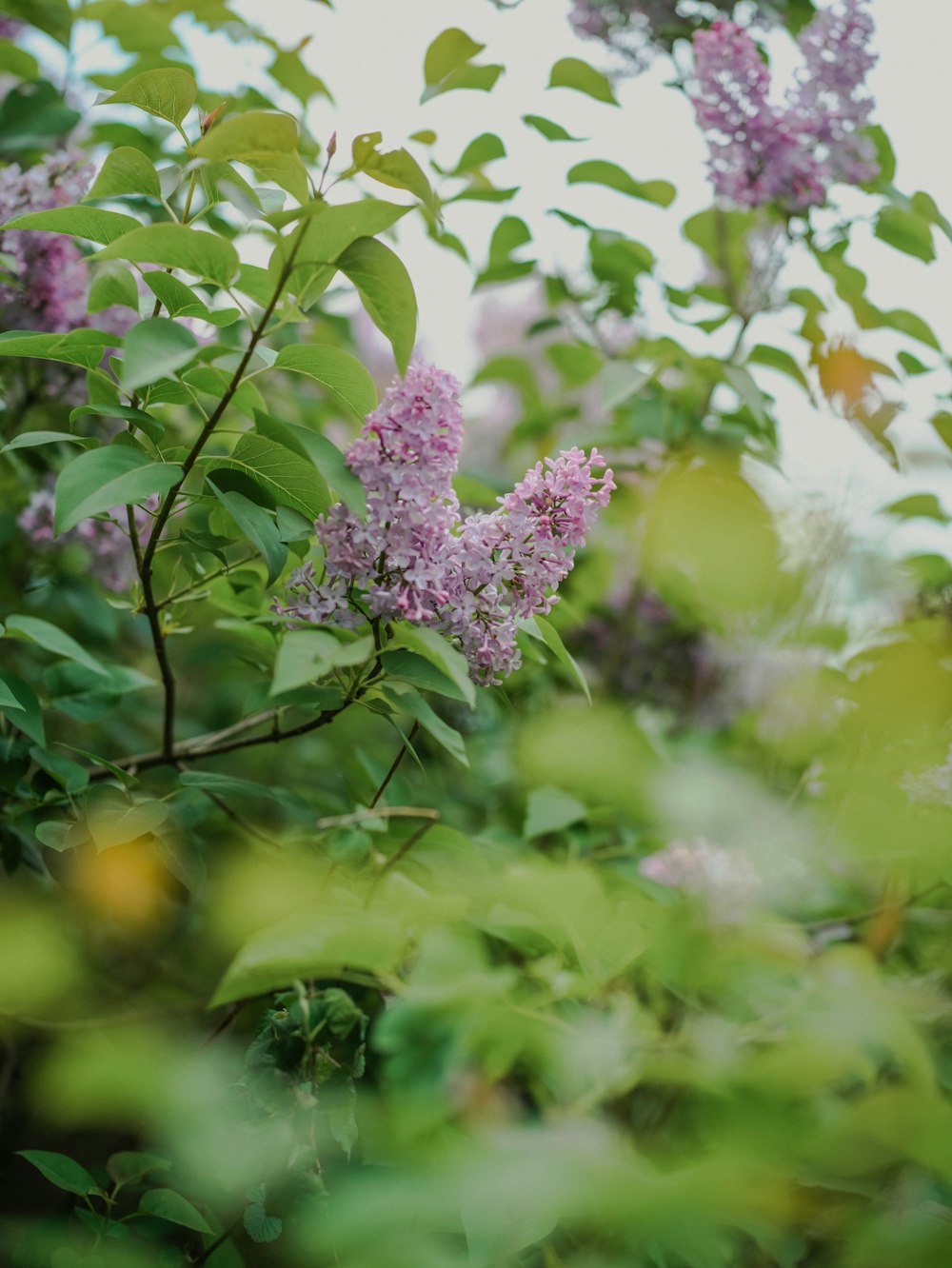 a bush with purple flowers and green leaves