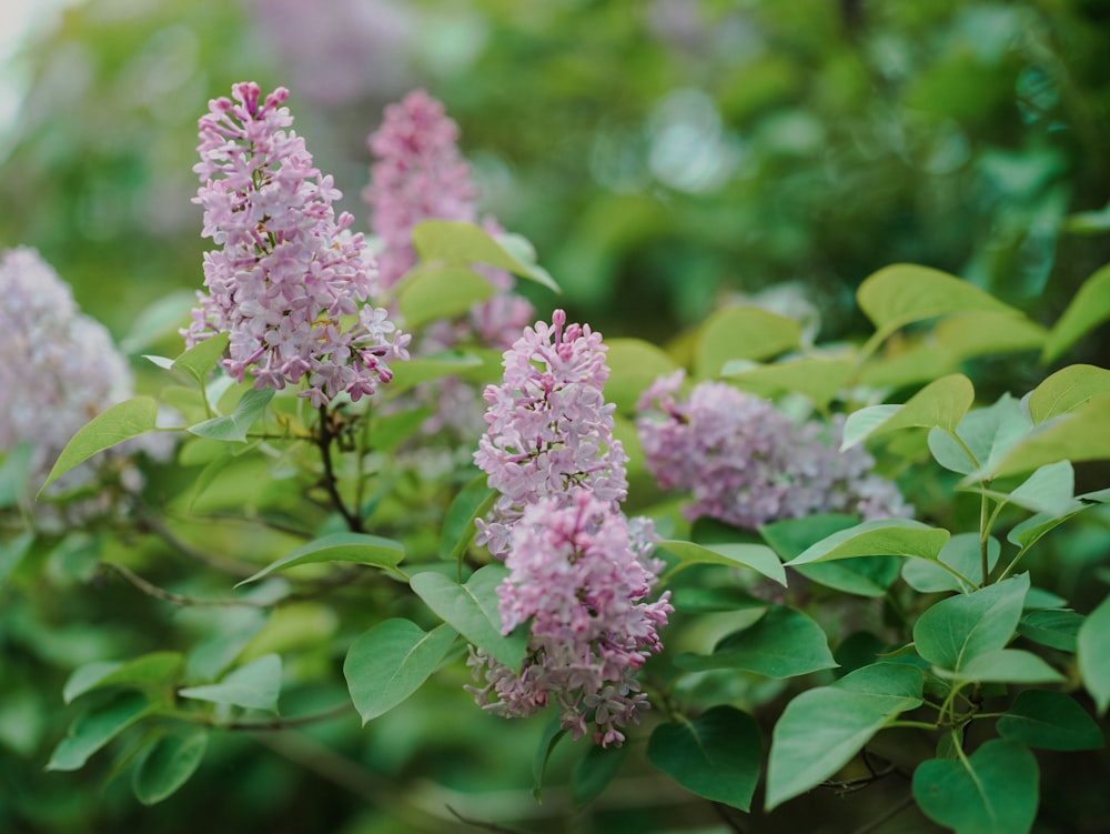 a close up of a bunch of flowers on a tree