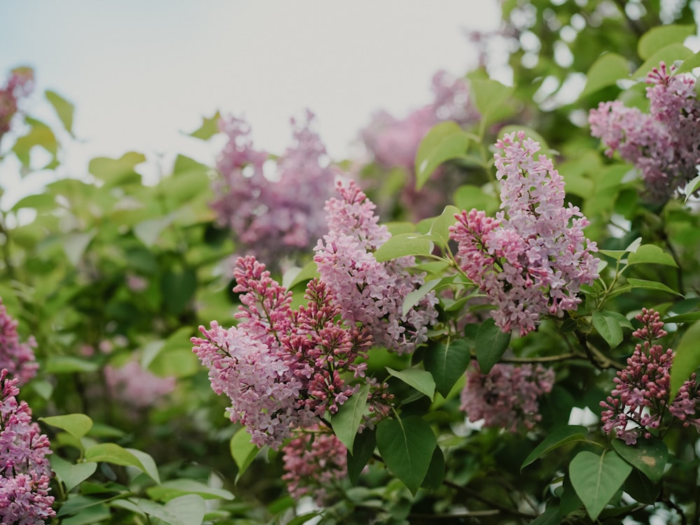 a bunch of flowers that are on a tree