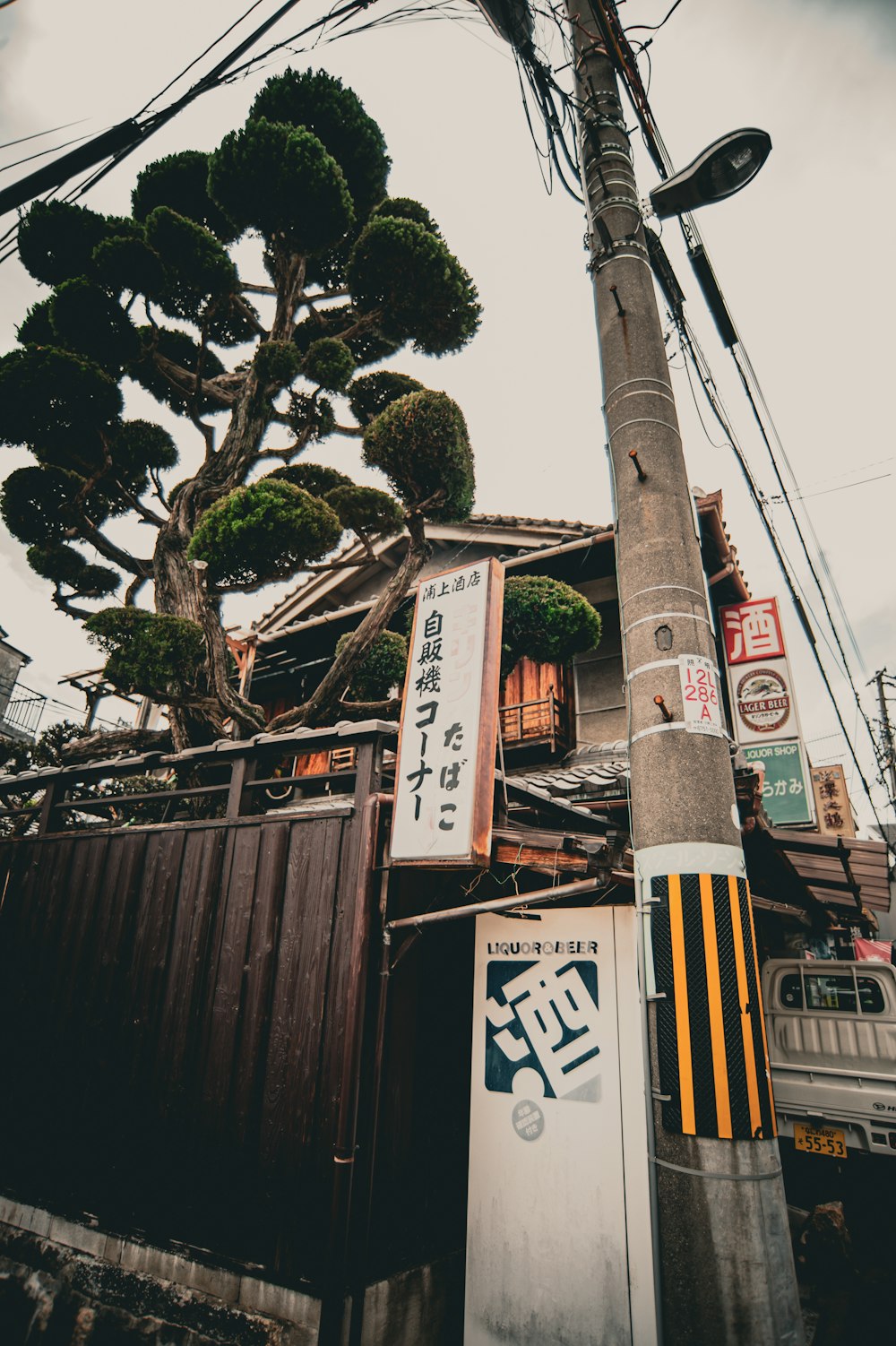 a tall tree sitting on the side of a building