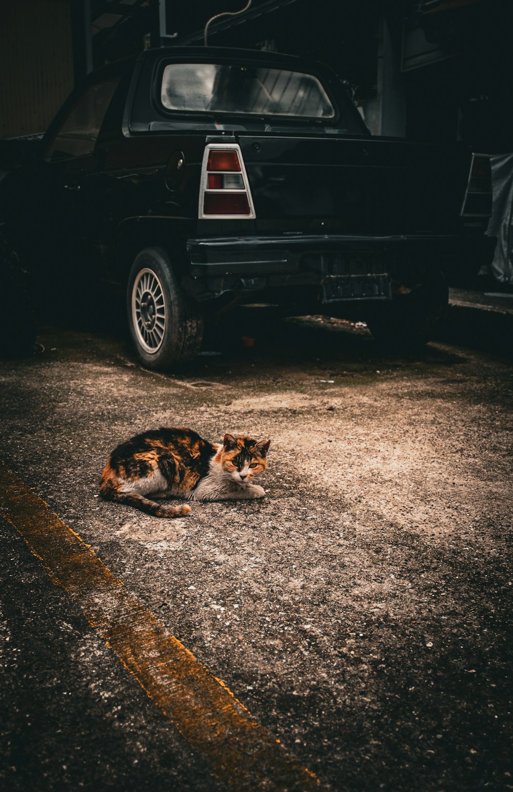 a cat laying on the ground next to a car