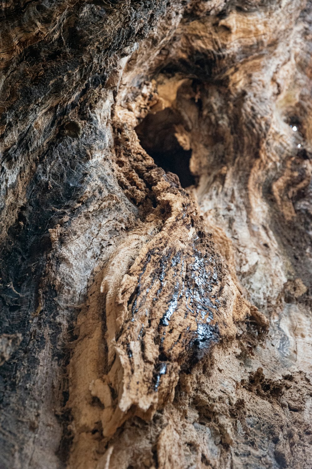 a close up of a tree trunk with a bird inside of it