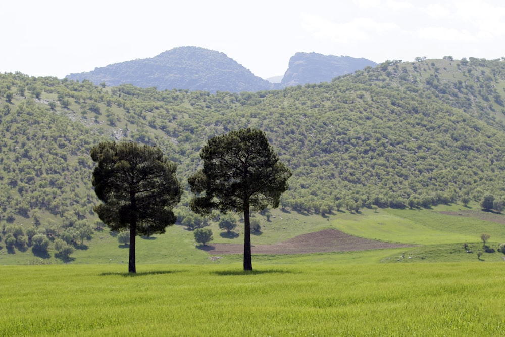 three trees in a field with mountains in the background
