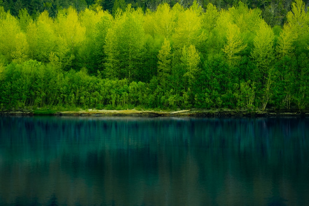 a large body of water surrounded by trees