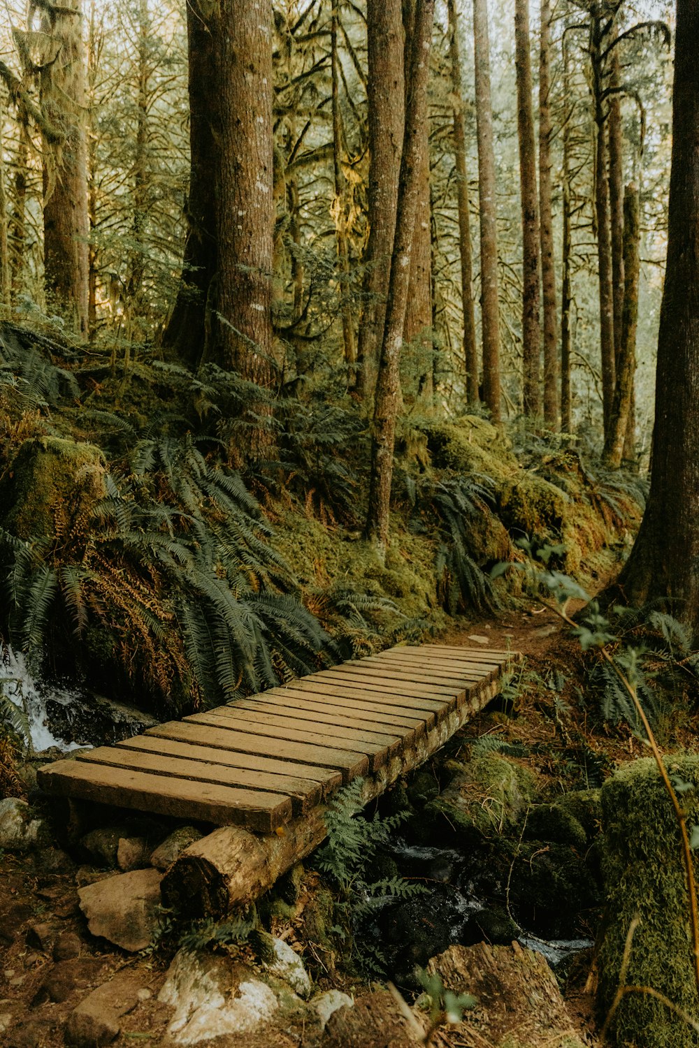 a wooden bridge crossing a stream in a forest