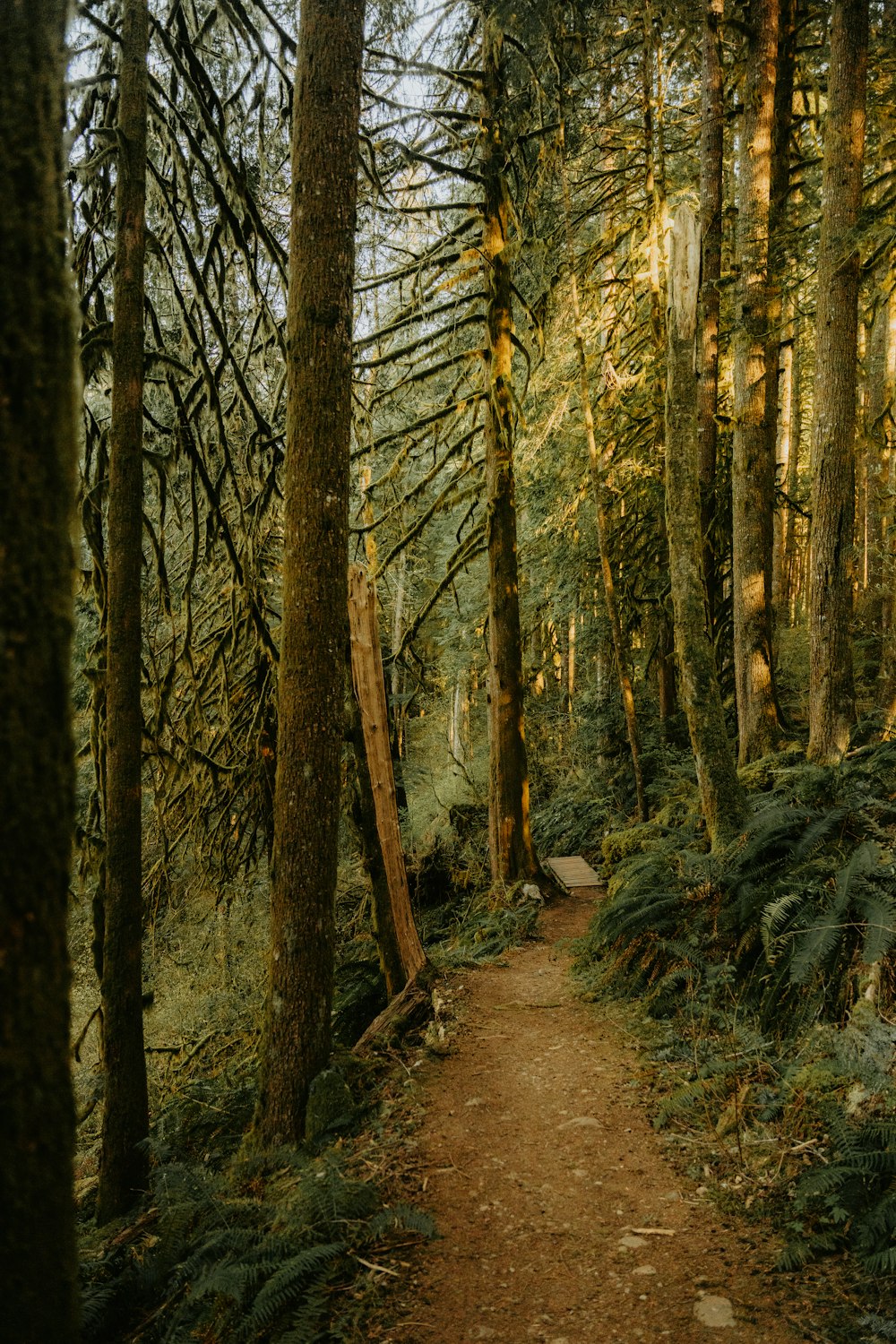 a dirt path in the middle of a forest