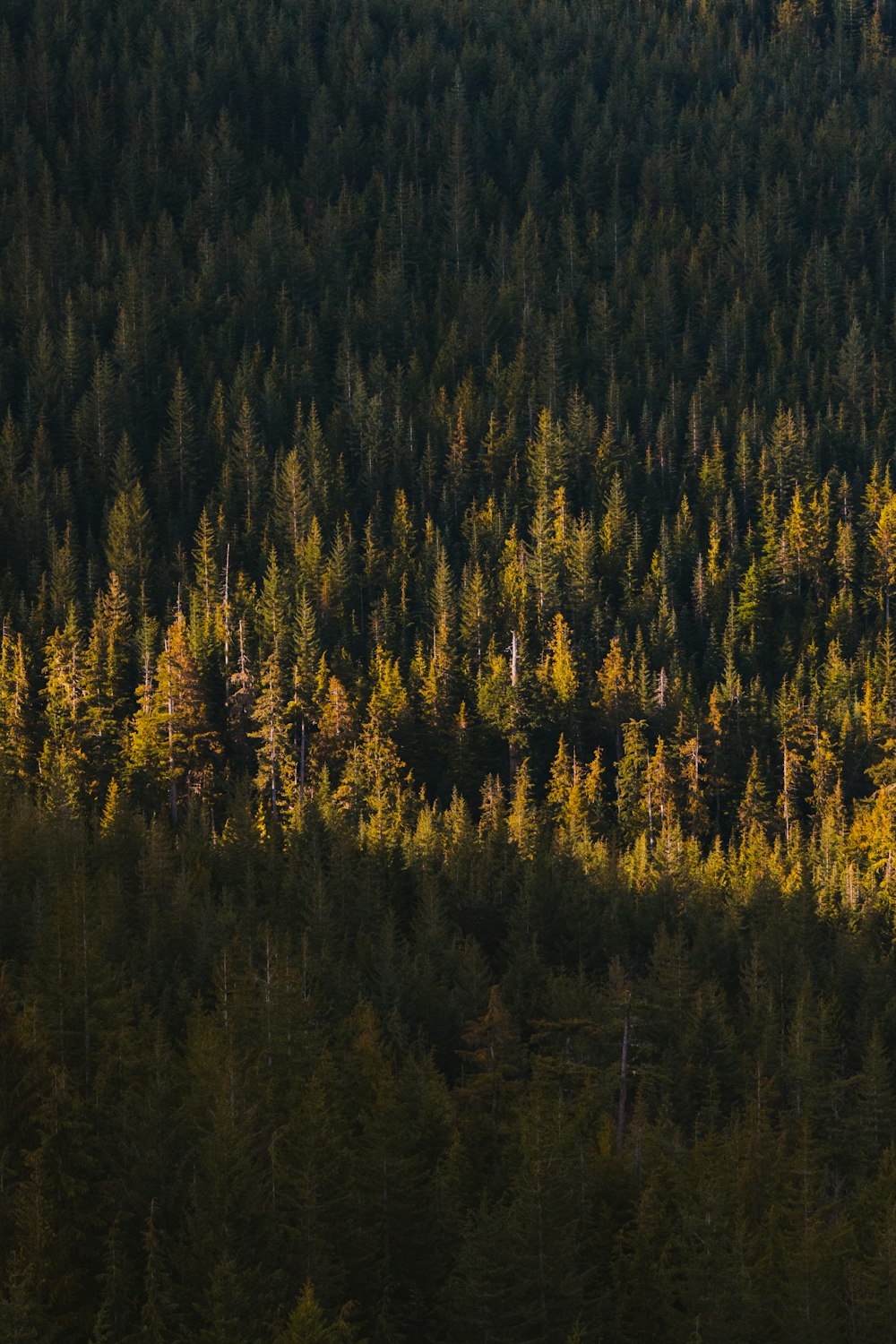 a plane flying over a forest filled with trees