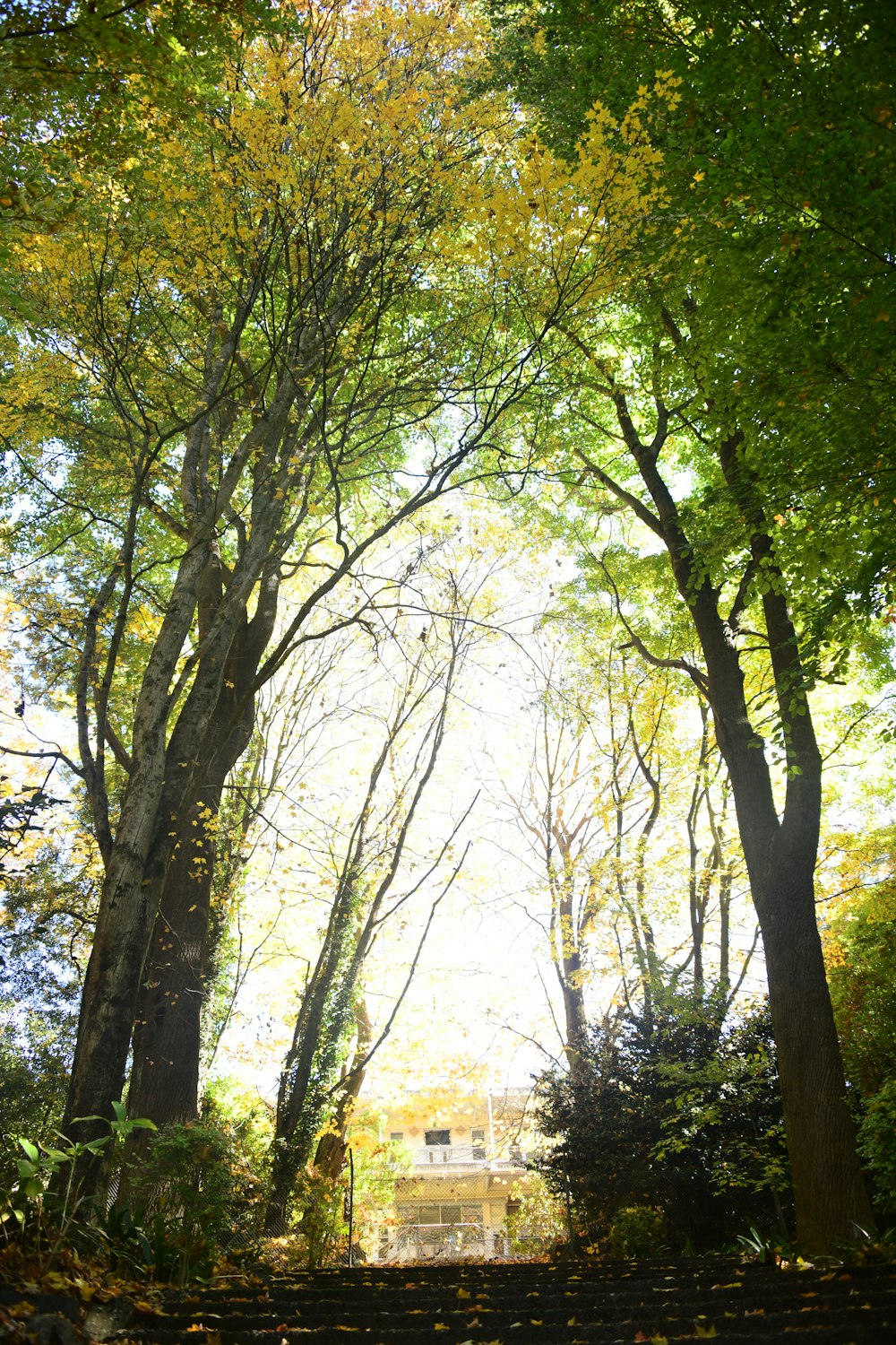 a person walking up a set of steps in the woods