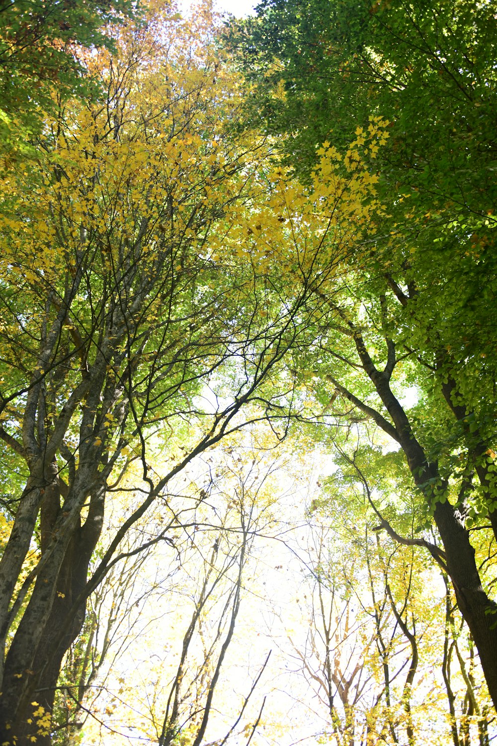 a forest filled with lots of trees covered in leaves