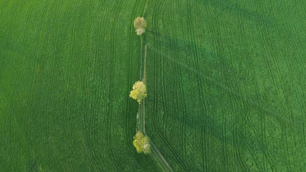 a green field with two trees in the middle of it