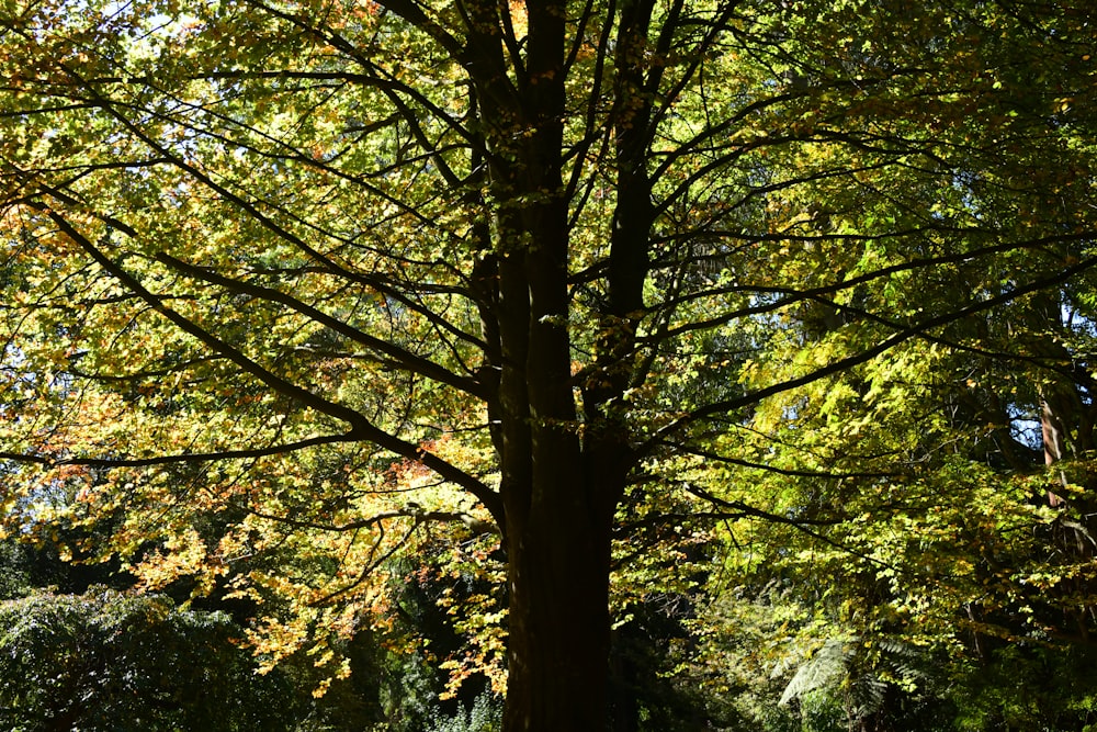 a bench under a tree in a park