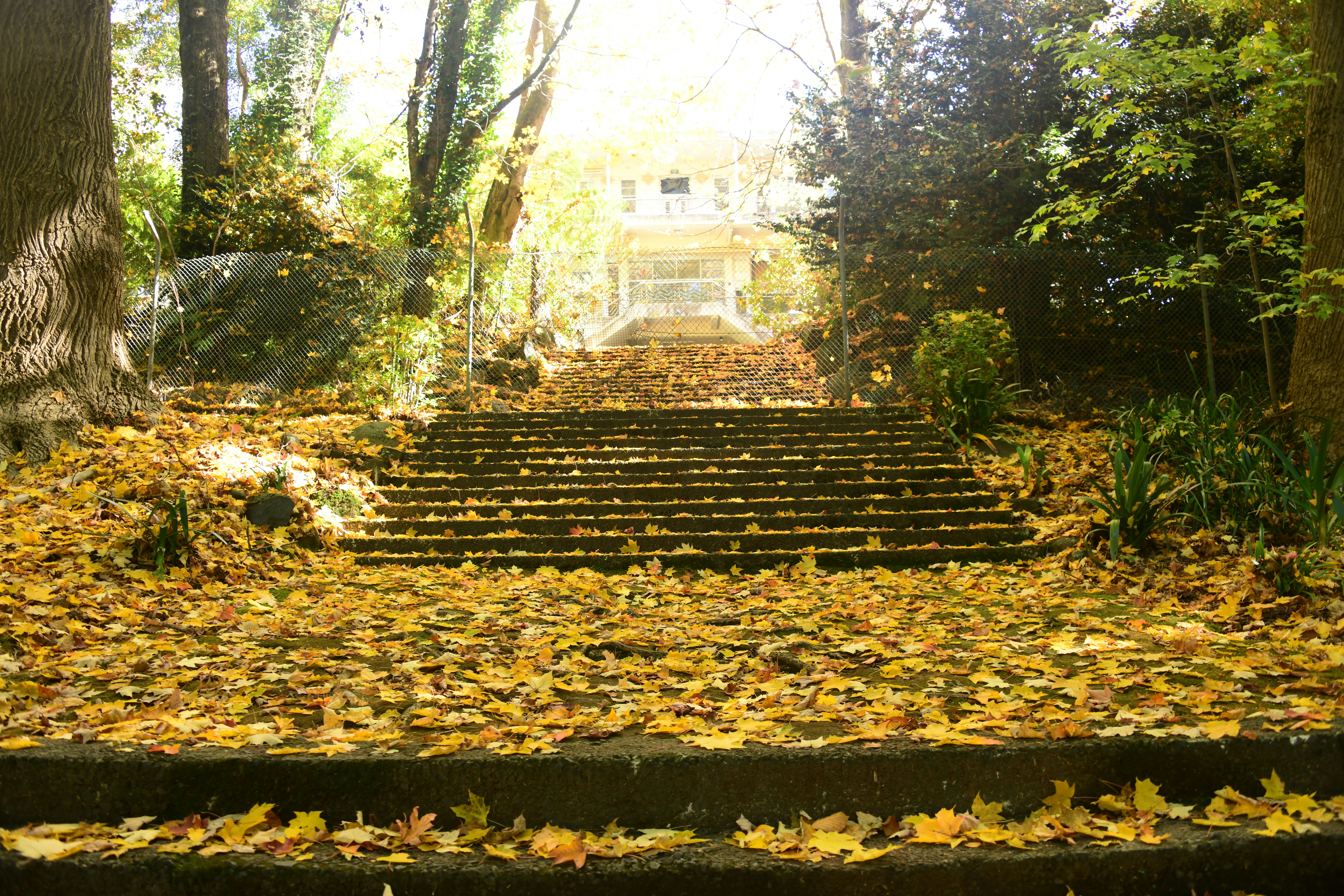 A set of steps in the middle of a forest photo – Free Autumn Image on ...