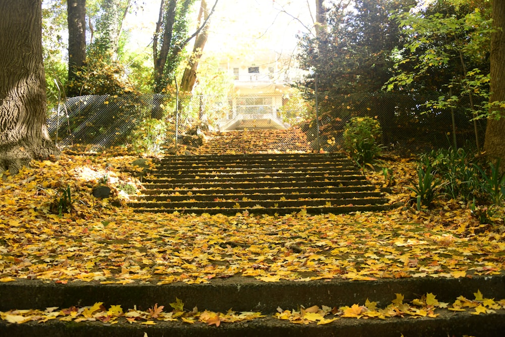 a set of steps in the middle of a forest