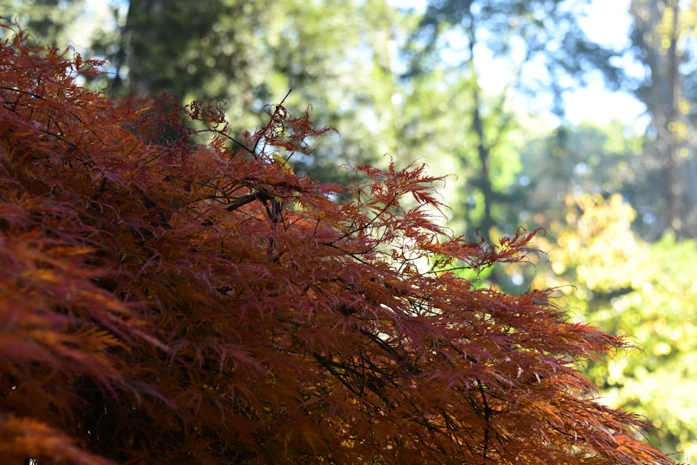 a tree with red leaves in a forest