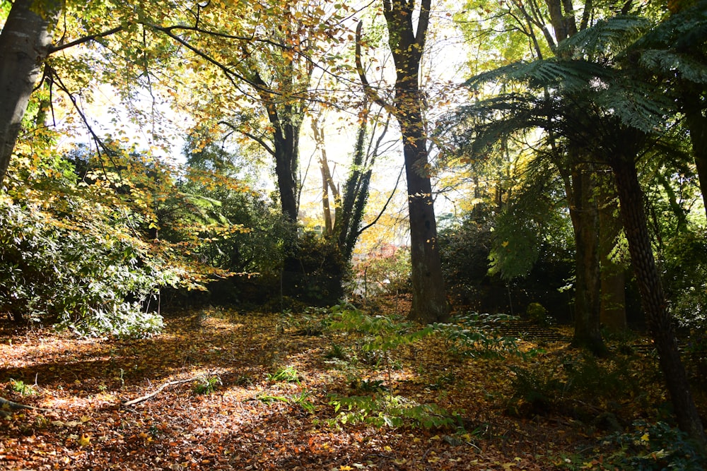 a forest filled with lots of trees and leaves