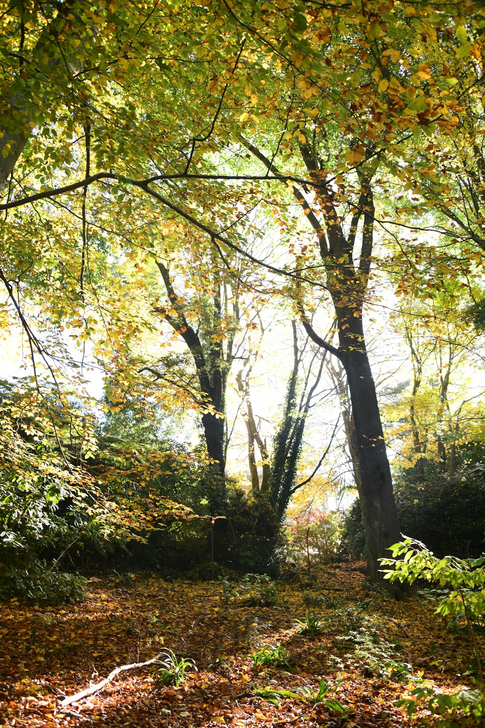 a forest filled with lots of trees and leaves