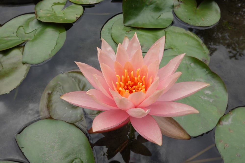 a pink water lily in a pond with lily pads