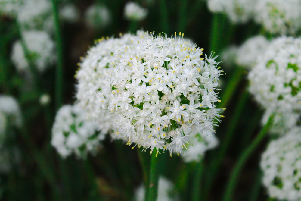 a bunch of white flowers that are in the grass