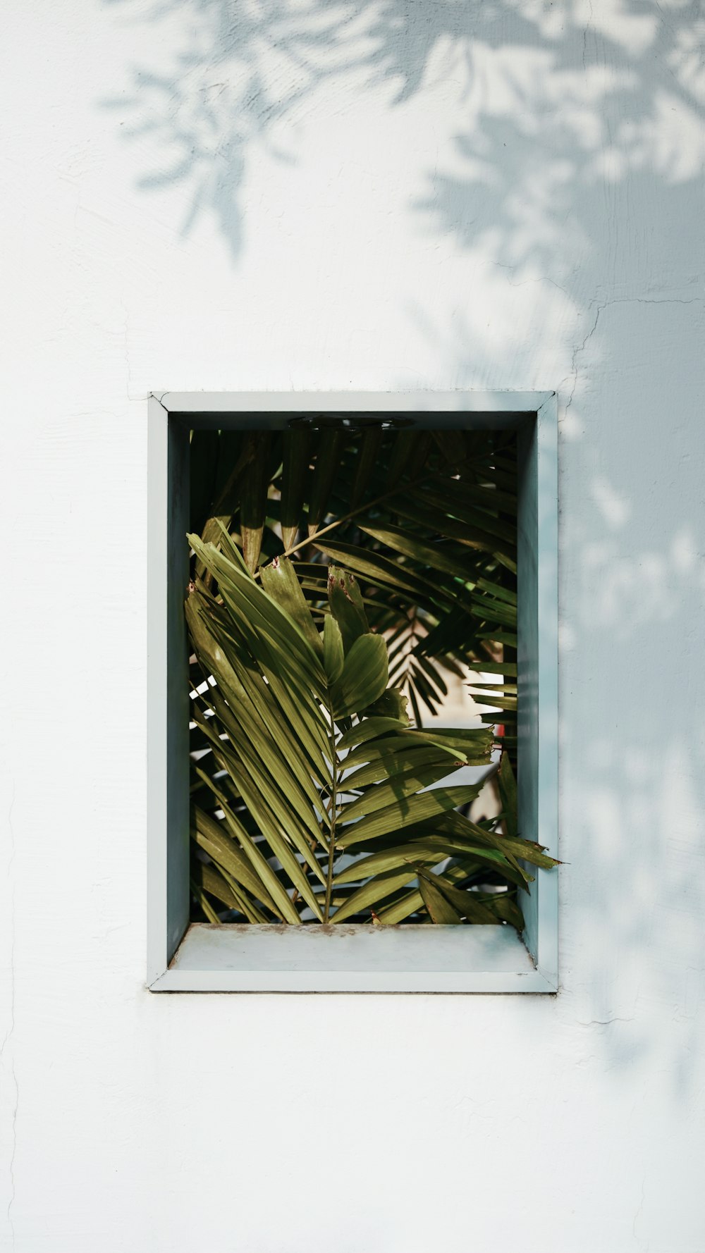 a window with a palm tree in it