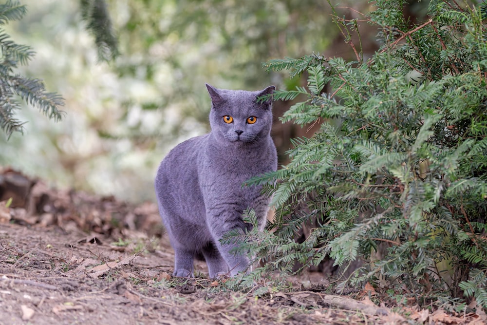 a gray cat standing in the middle of a forest