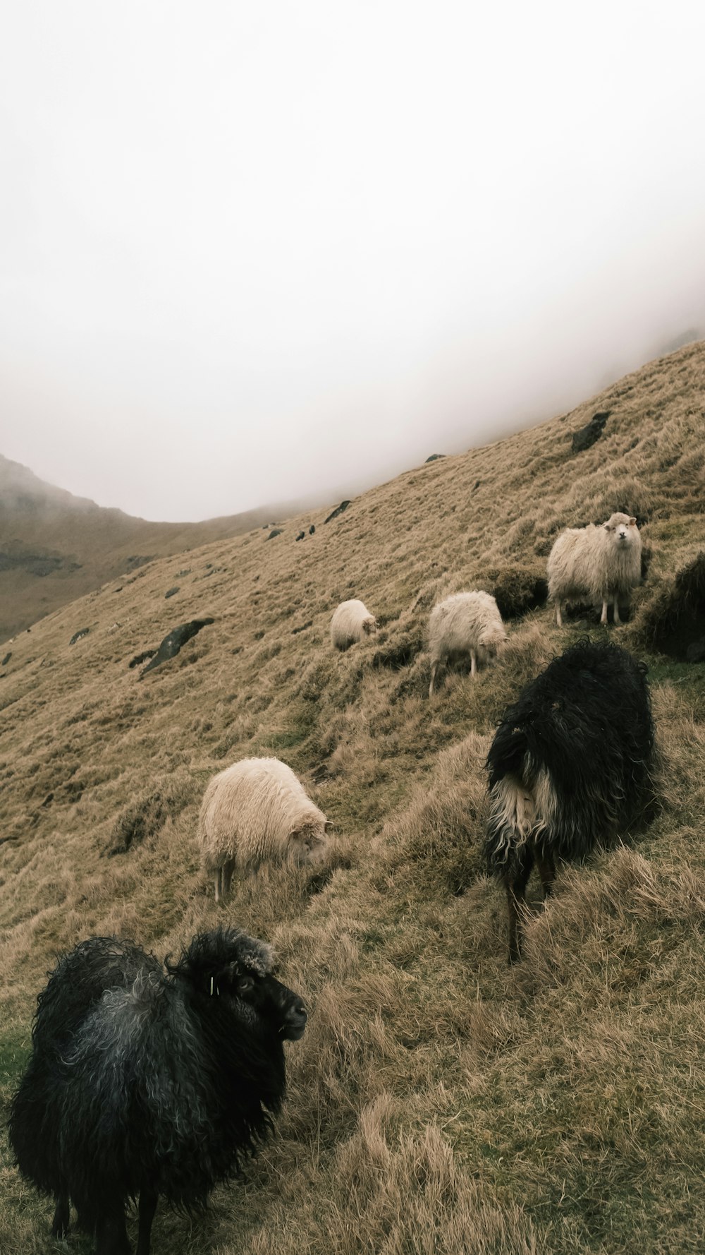 a herd of sheep standing on top of a grass covered hillside