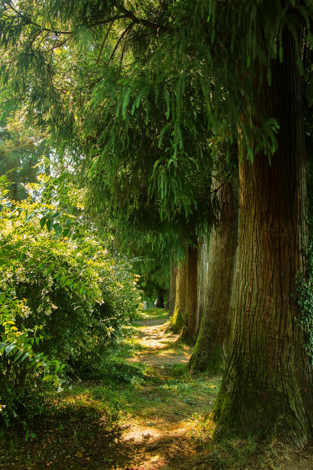 a path through a forest with lots of trees