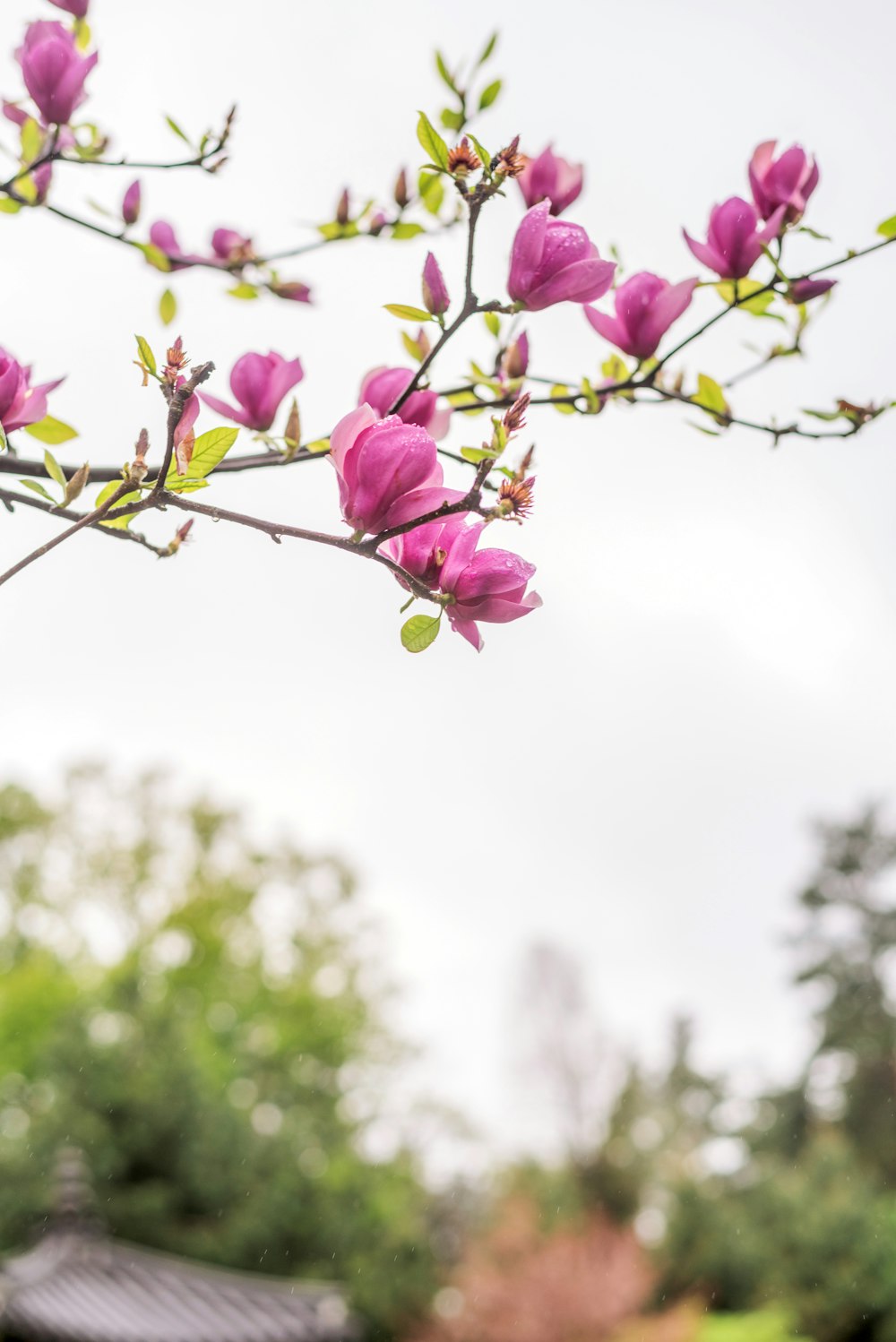 a tree with pink flowers in a park