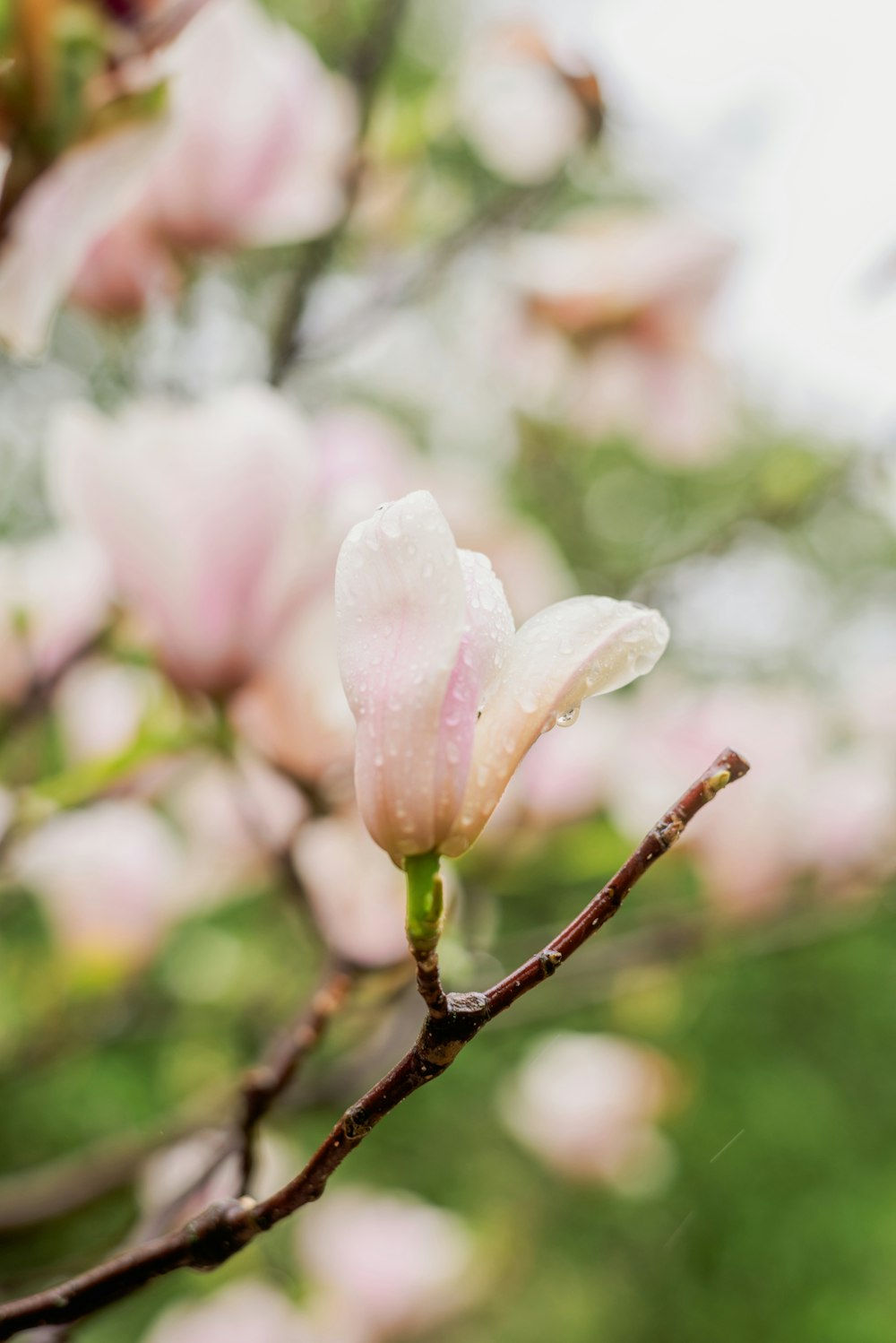 a pink flower is blooming on a tree branch