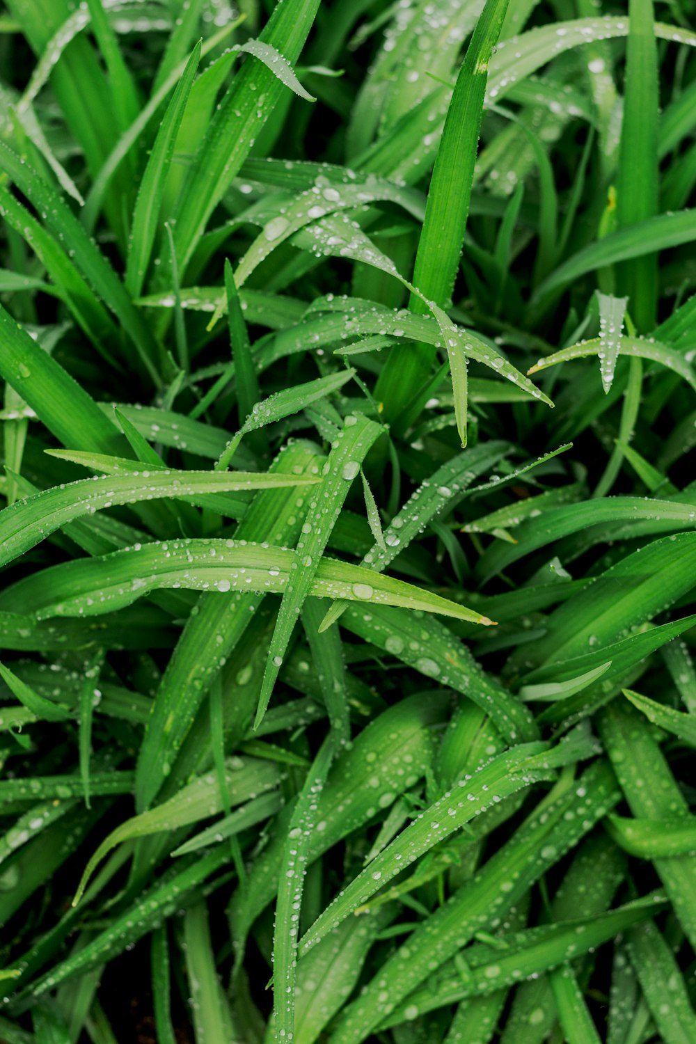 green grass with water drops on it