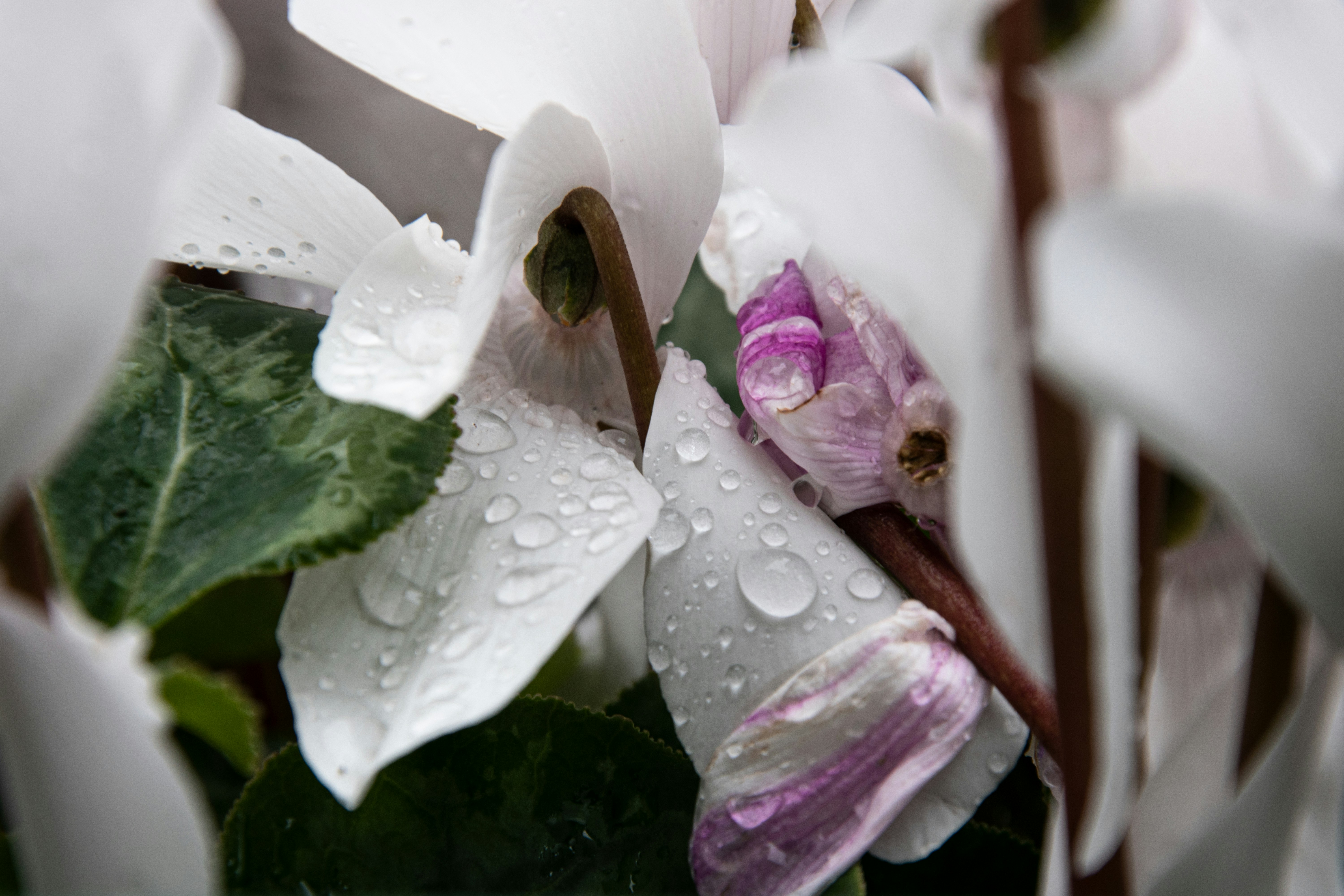 a close up of a flower with water droplets on it