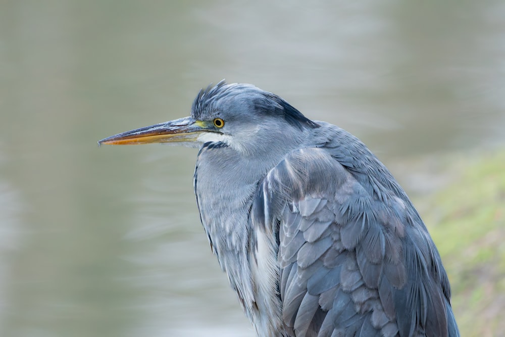 a close up of a bird with a blurry background