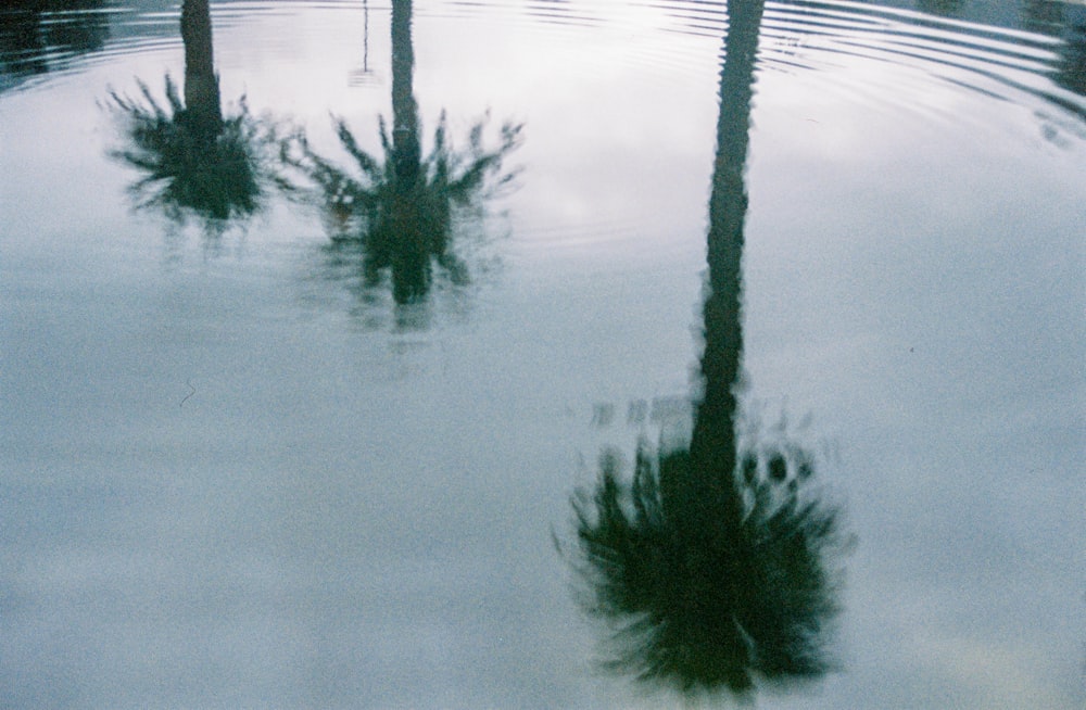palm trees are submerged in a pool of water