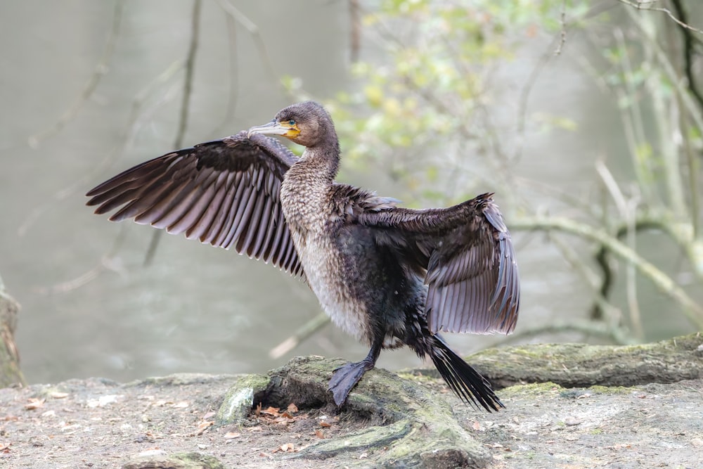 a bird that is standing on a rock