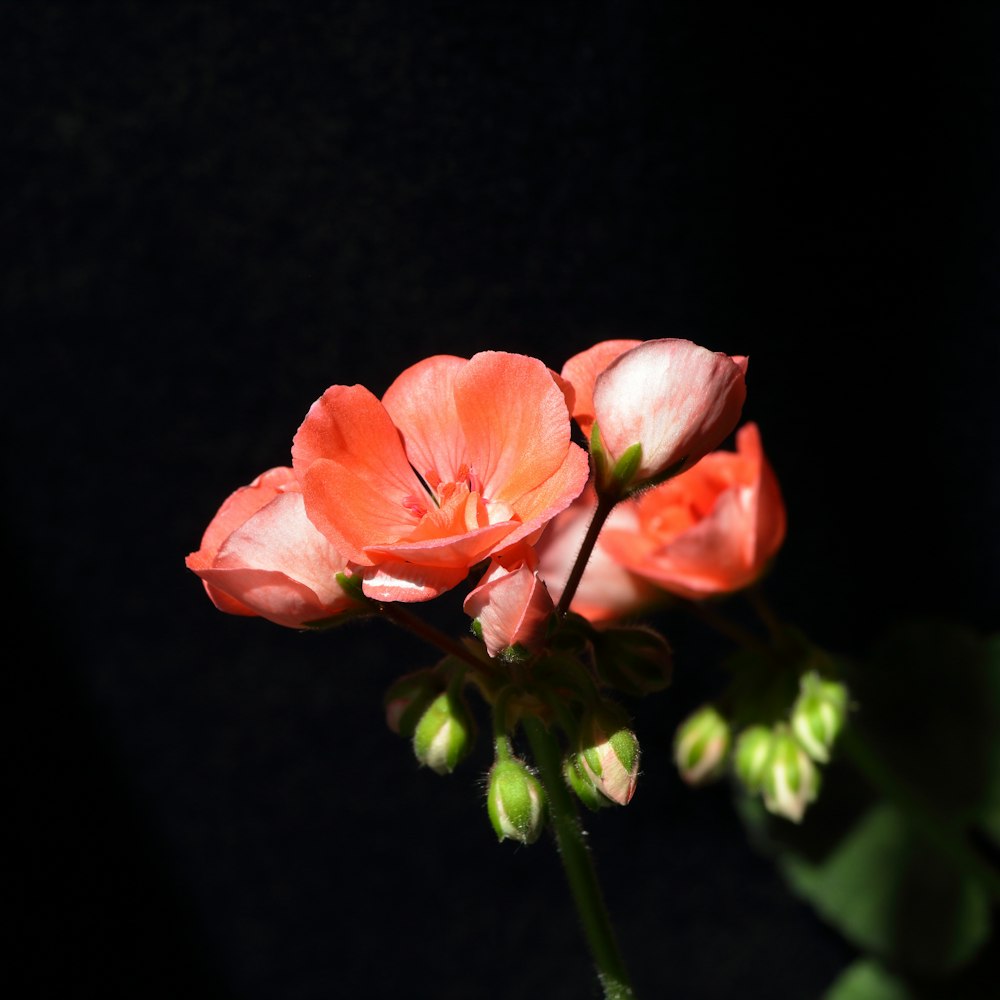 a close up of a flower on a black background